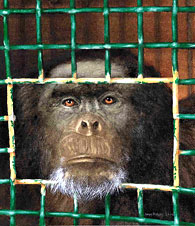 Billy Jo Chimpanzee Billy Jo Chimpanzee