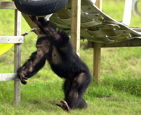 Garfield Chimpanzee After