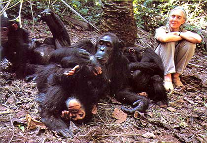 Jane Goodall and chimpanzee friends in forest