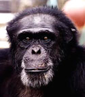 Meet some of the chimpanzees now in sanctuary who were used in HIV/AIDS research—Billy-Jo
