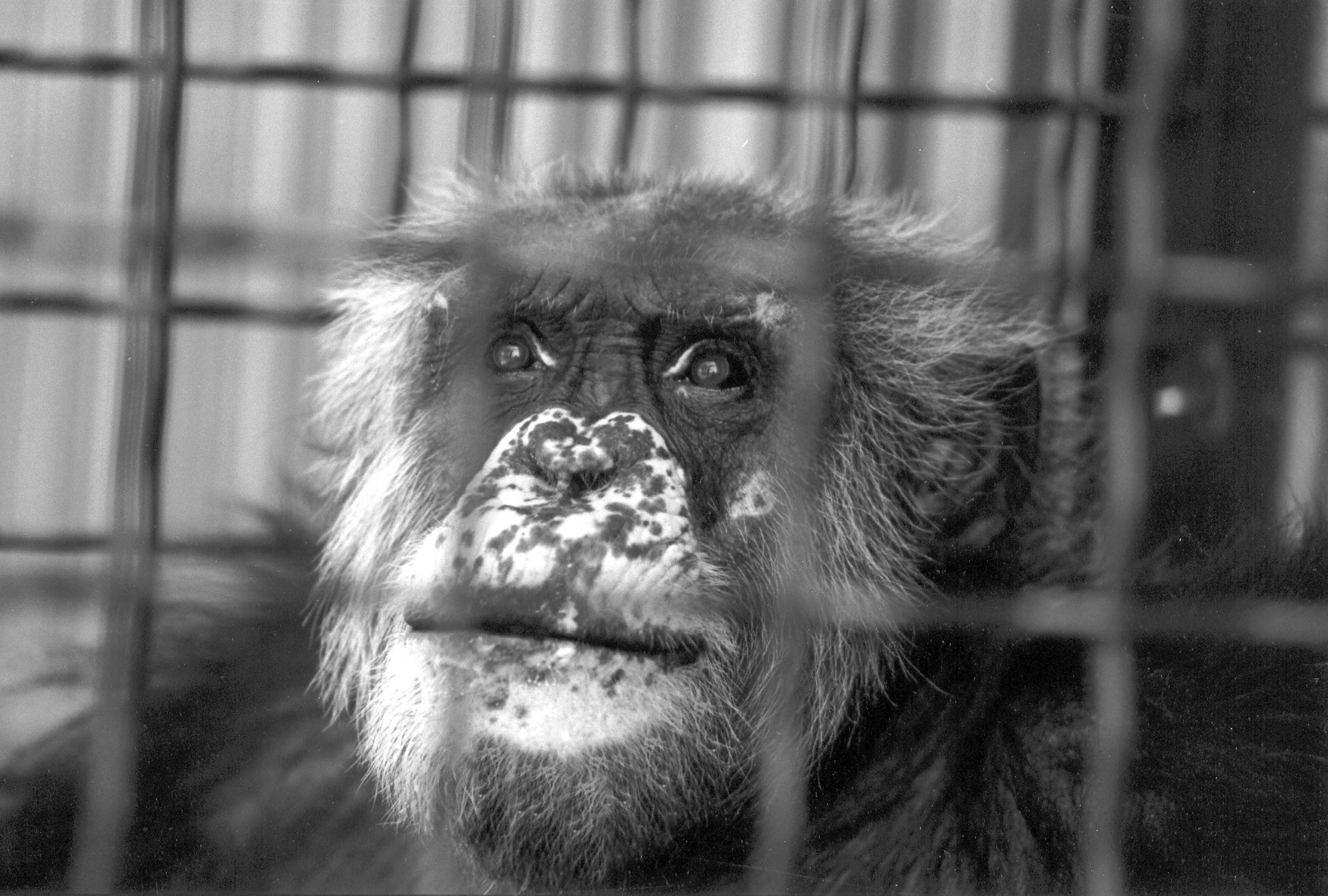 Tom at Fauna Foundation