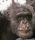 Meet some of the chimpanzees now in sanctuary who were used in HIV/AIDS research—Tom